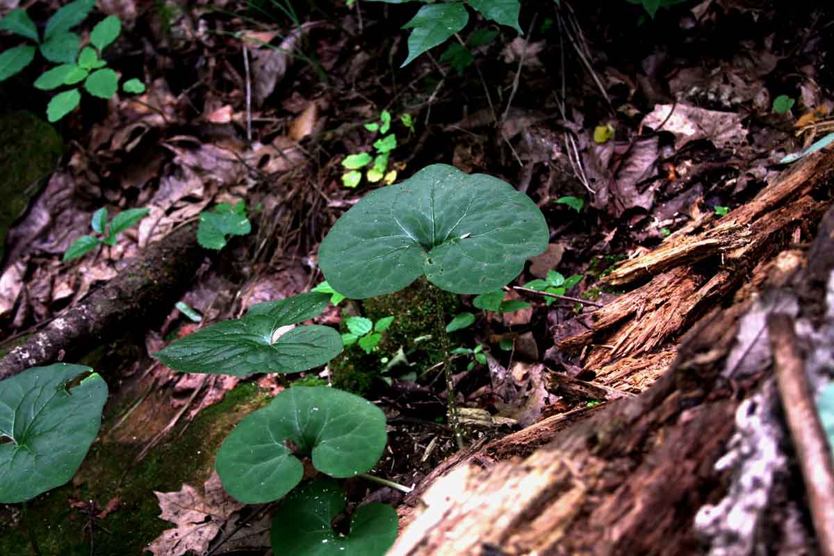10 Points to Consider When Shopping for Raw Land in the Ozarks