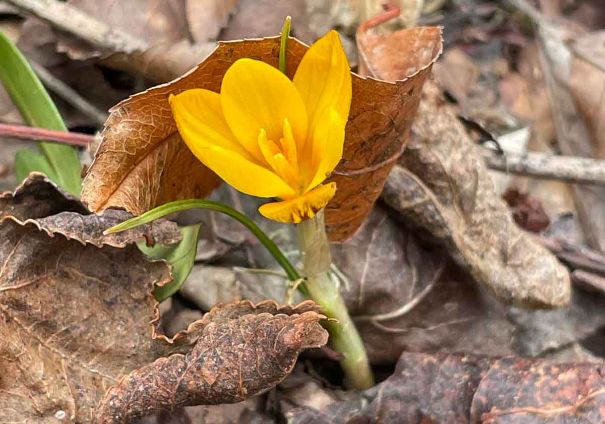 Properties that offer the potential for survival