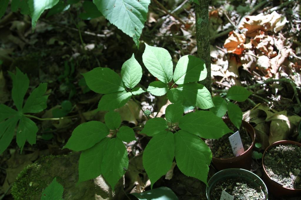 Wanting to grow ginseng?