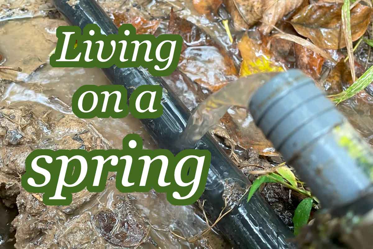 When you're living on a spring - water woes due to bears.